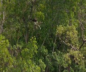airboat rides miami